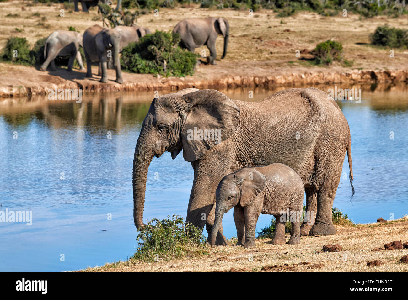 Afrikanischen Bush Elefanten mit Youngster (Loxodonta Africana), Addo Elephant National Park, Eastern Cape, Südafrika Stockfoto