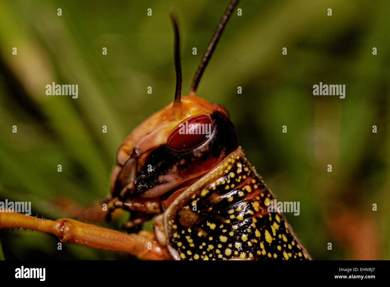 eine Heuschrecke Essen den Rasen in der Natur Stockfoto