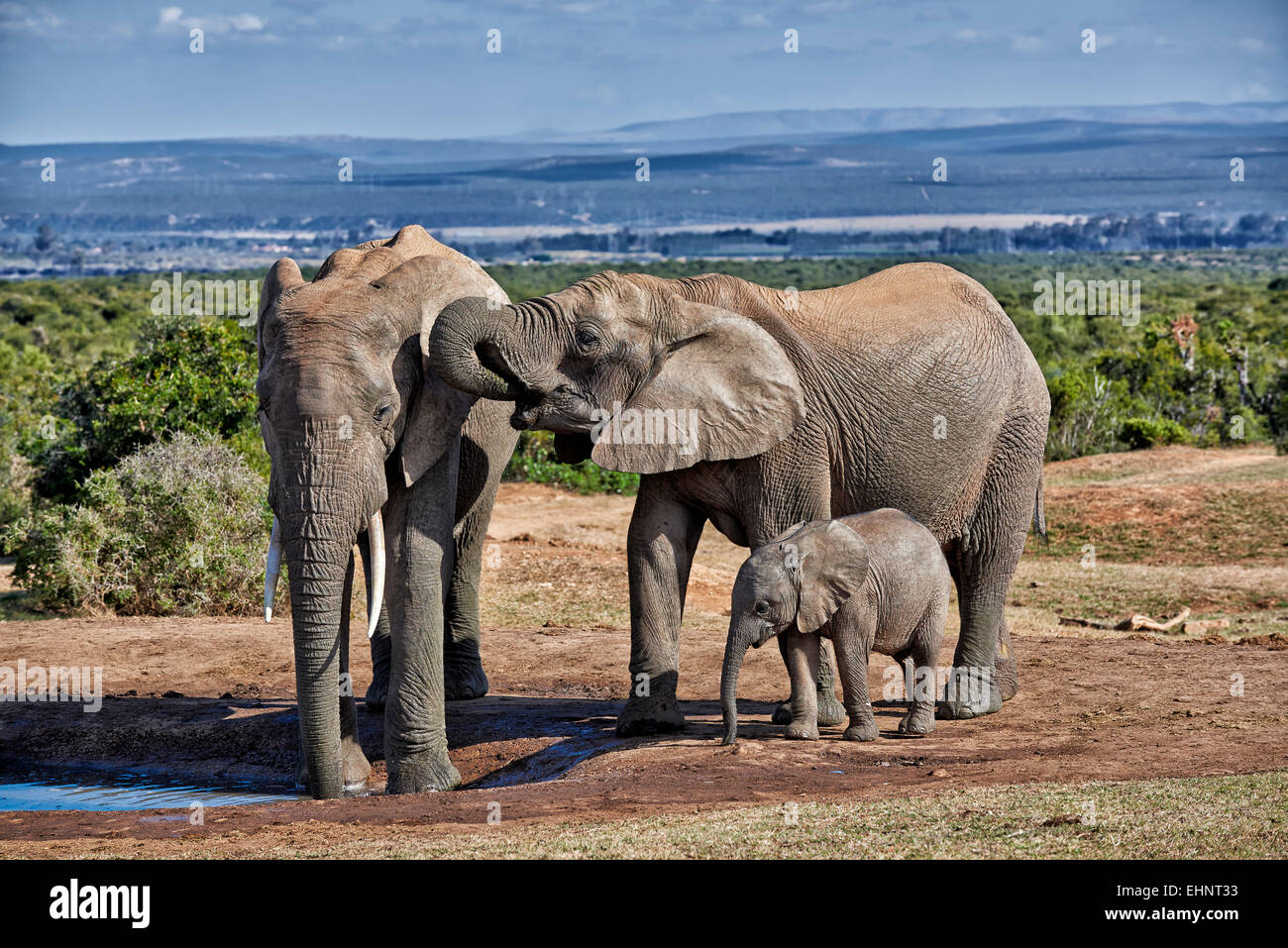 Afrikanischen Bush Elefanten mit Youngster (Loxodonta Africana), Addo Elephant National Park, Eastern Cape, Südafrika Stockfoto