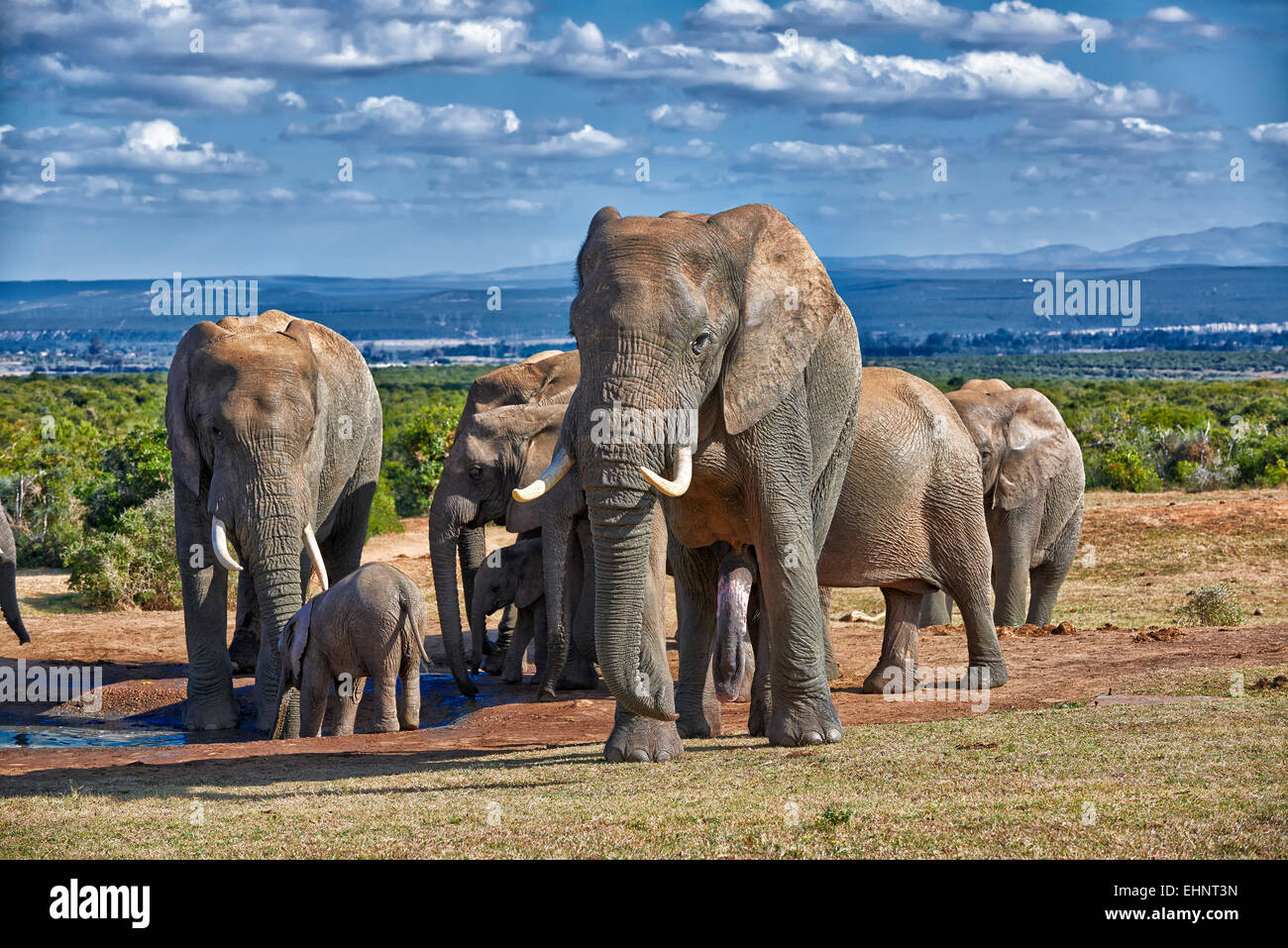 großen männlichen afrikanischen Bush Elefant (Loxodonta Africana), Addo Elephant National Park, Eastern Cape, Südafrika Stockfoto