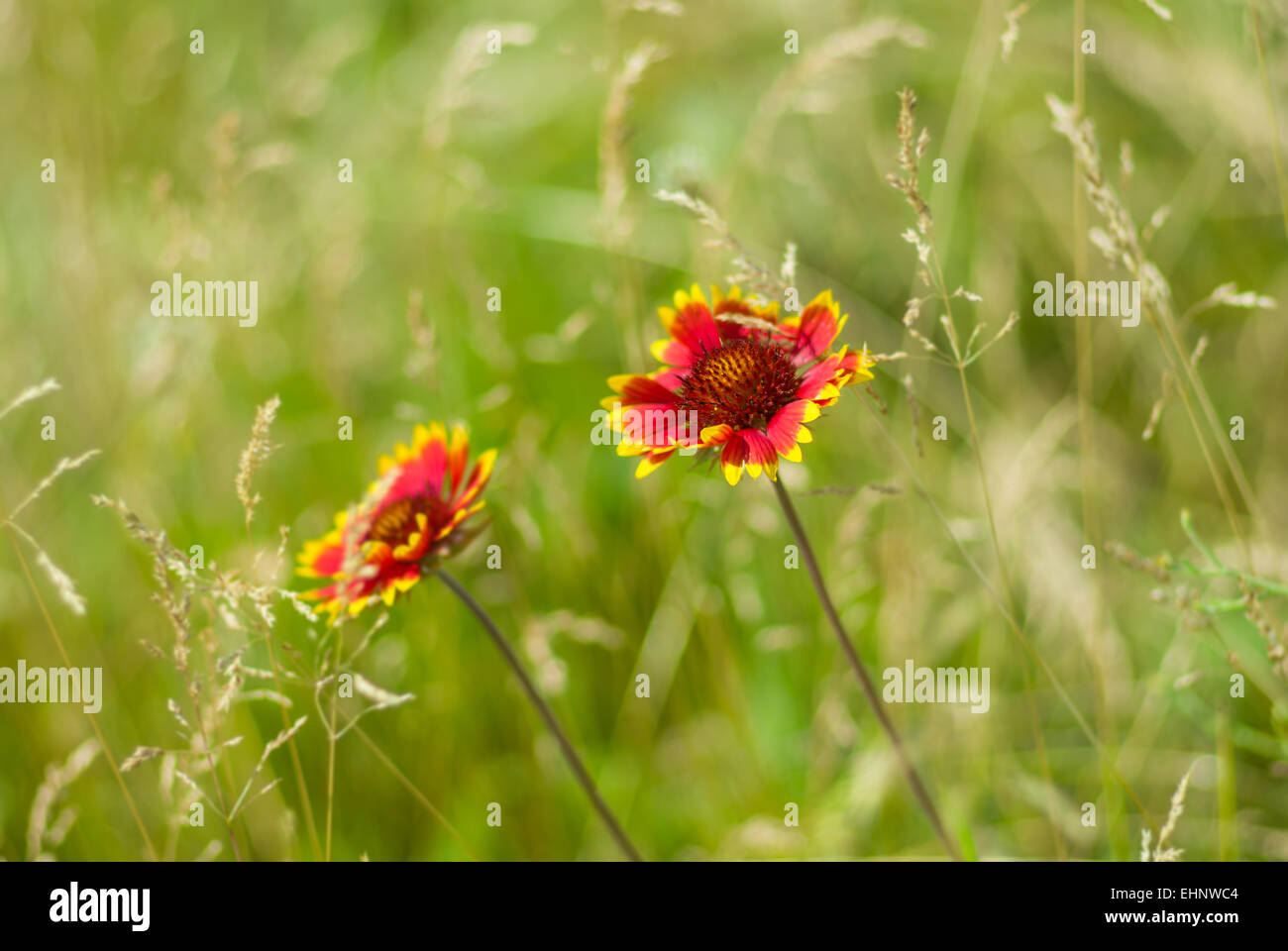Schöne wilde indische Decke Blume in einem wilden Sommerwiese Stockfoto