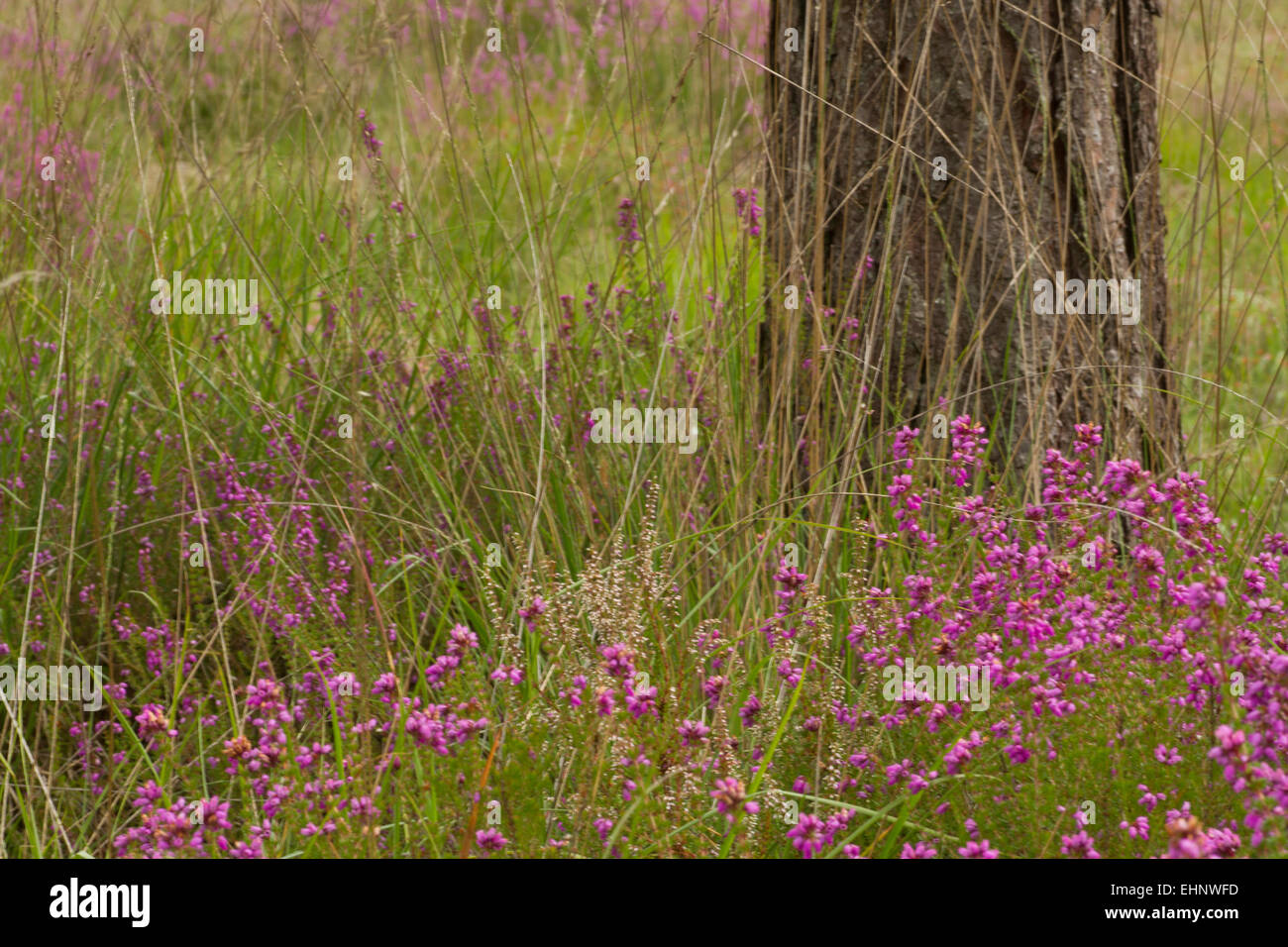 Heather wildwachsenden unter einem Baumstamm auf ein Naturschutzgebiet Stockfoto