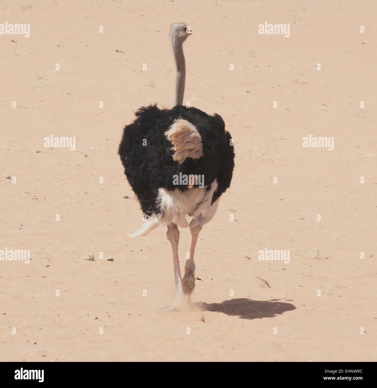 Strauß auf der Flucht ergriffen im Nofa afrikanischen Resort im Königreich von Saudi Arabien Stockfoto