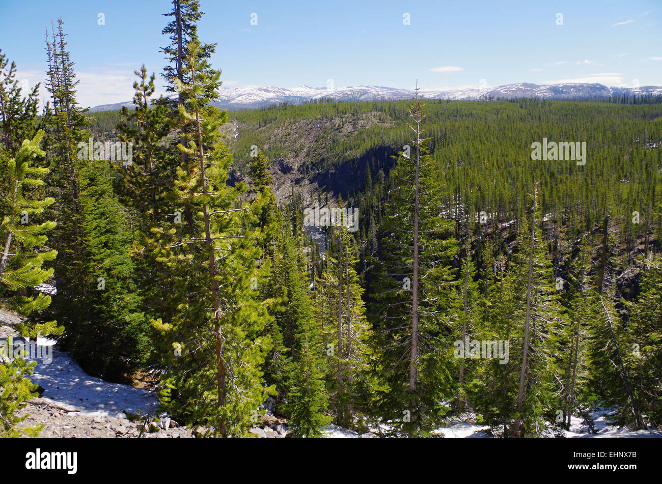 USA - Yellowstone-Wald Stockfoto