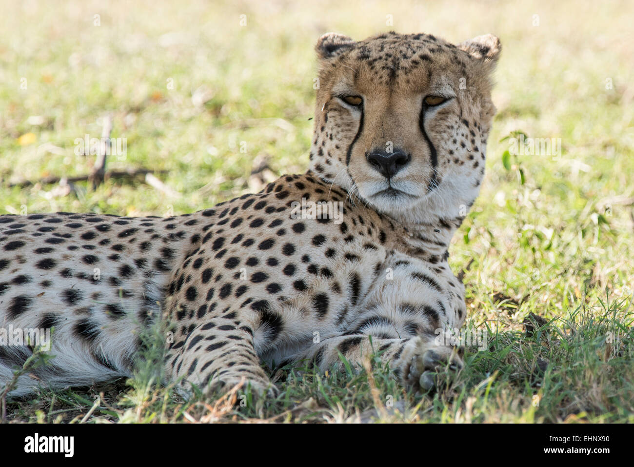 Gepard, Gepard, Acinonyx Jubatus, Malaika, Stockfoto