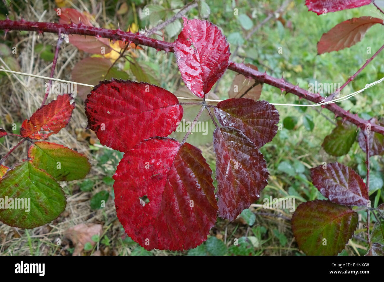 Roten Brombeere, Rubus Fruticosus, Blätter drehen Farbe im Herbst, Oktober Stockfoto
