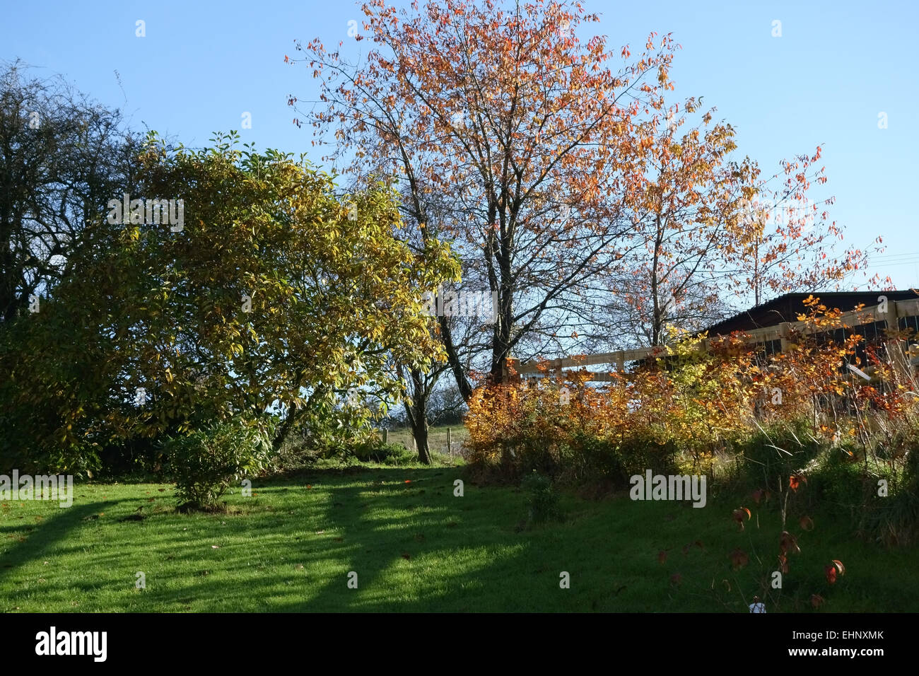 Rasen, junge und alte Sträucher und Bäume und eine junge Buche Hecke in Herbstfärbung an einem klaren, sonnigen Tag in einem Berkshire Stockfoto