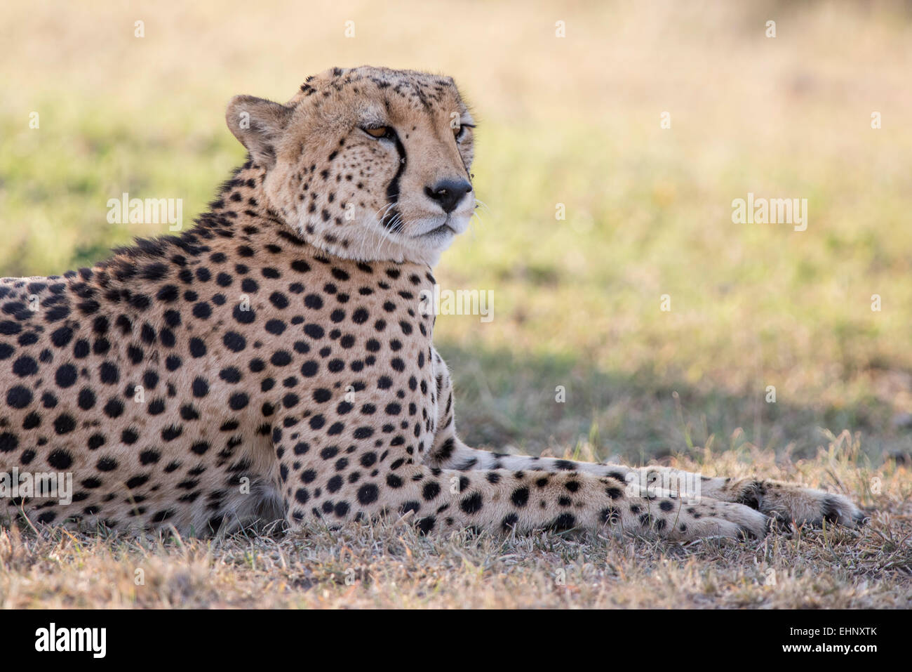 Gepard, Gepard, Acinonyx Jubatus, Malaika, Stockfoto