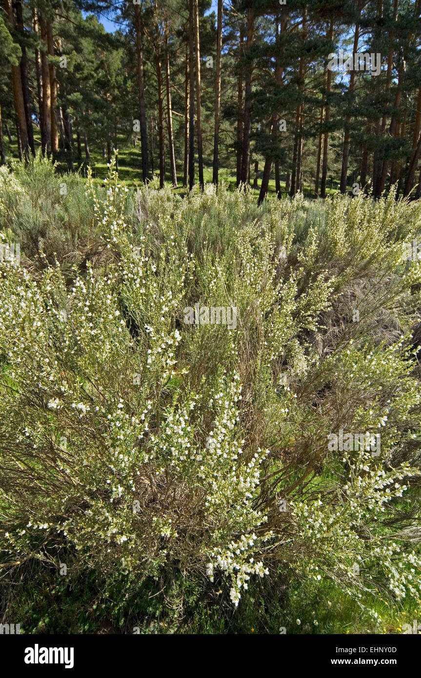 Brautschleier Besen (Retama Monosperma) Busch stammt aus Spanien und Nordafrika Stockfoto