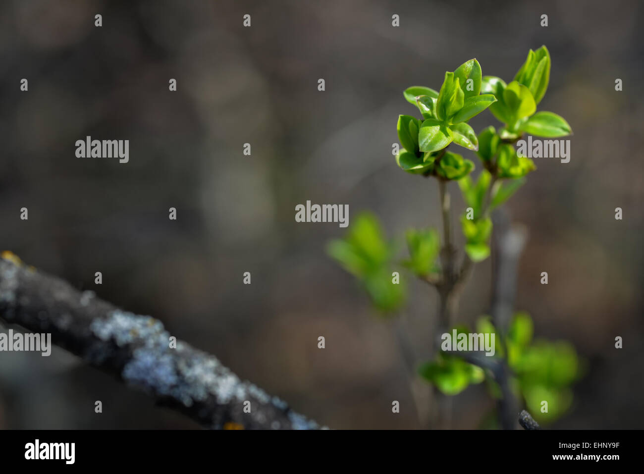 Ast eines Baumes in einem Frühlingstag in natürlichem Licht Stockfoto