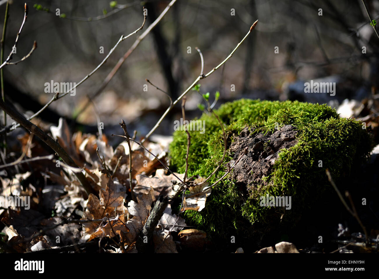 Baum Moos ein Frühlingstag in natürlichem Licht Stockfoto