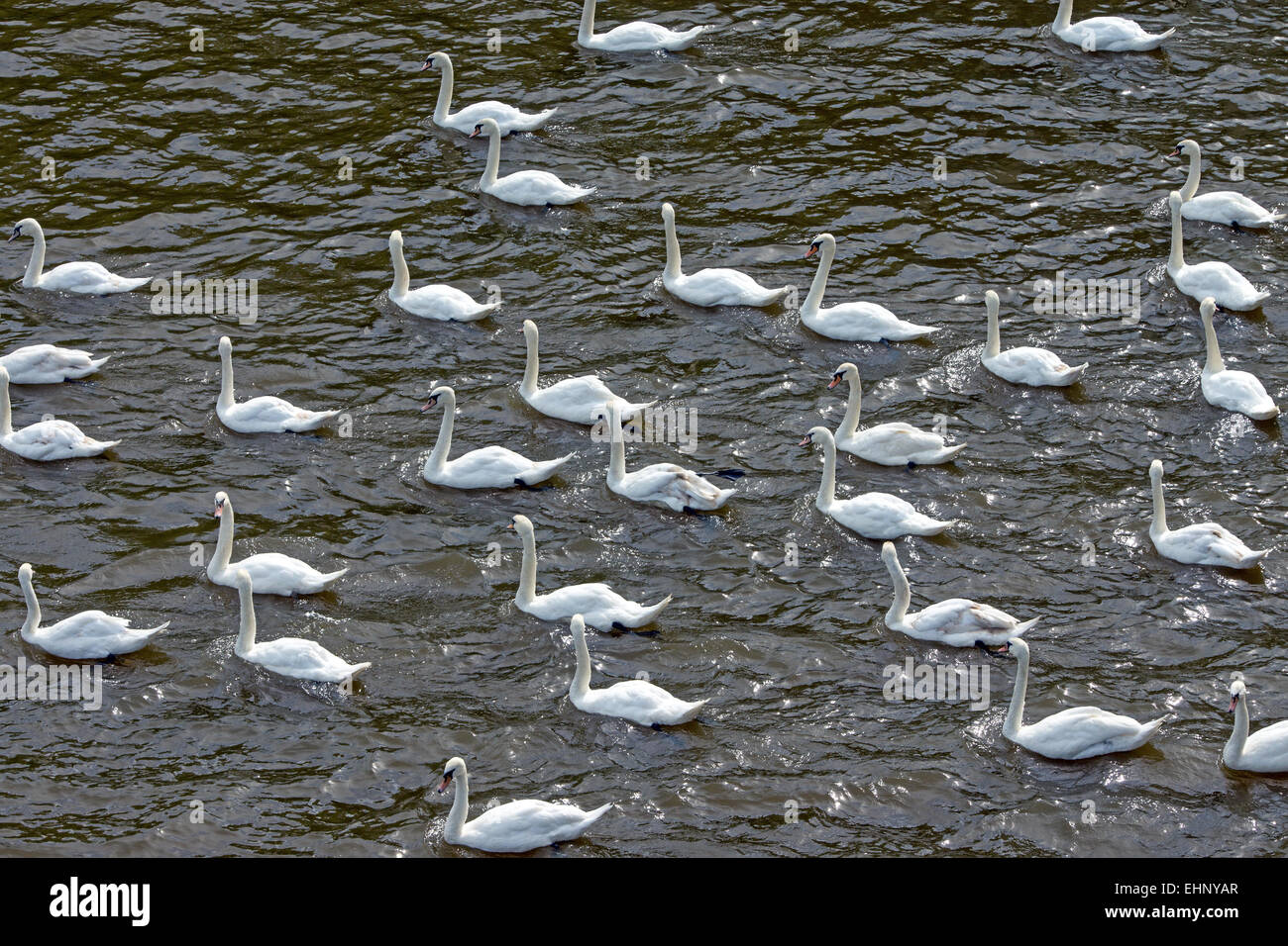 Viele weiße Schwäne Stockfoto