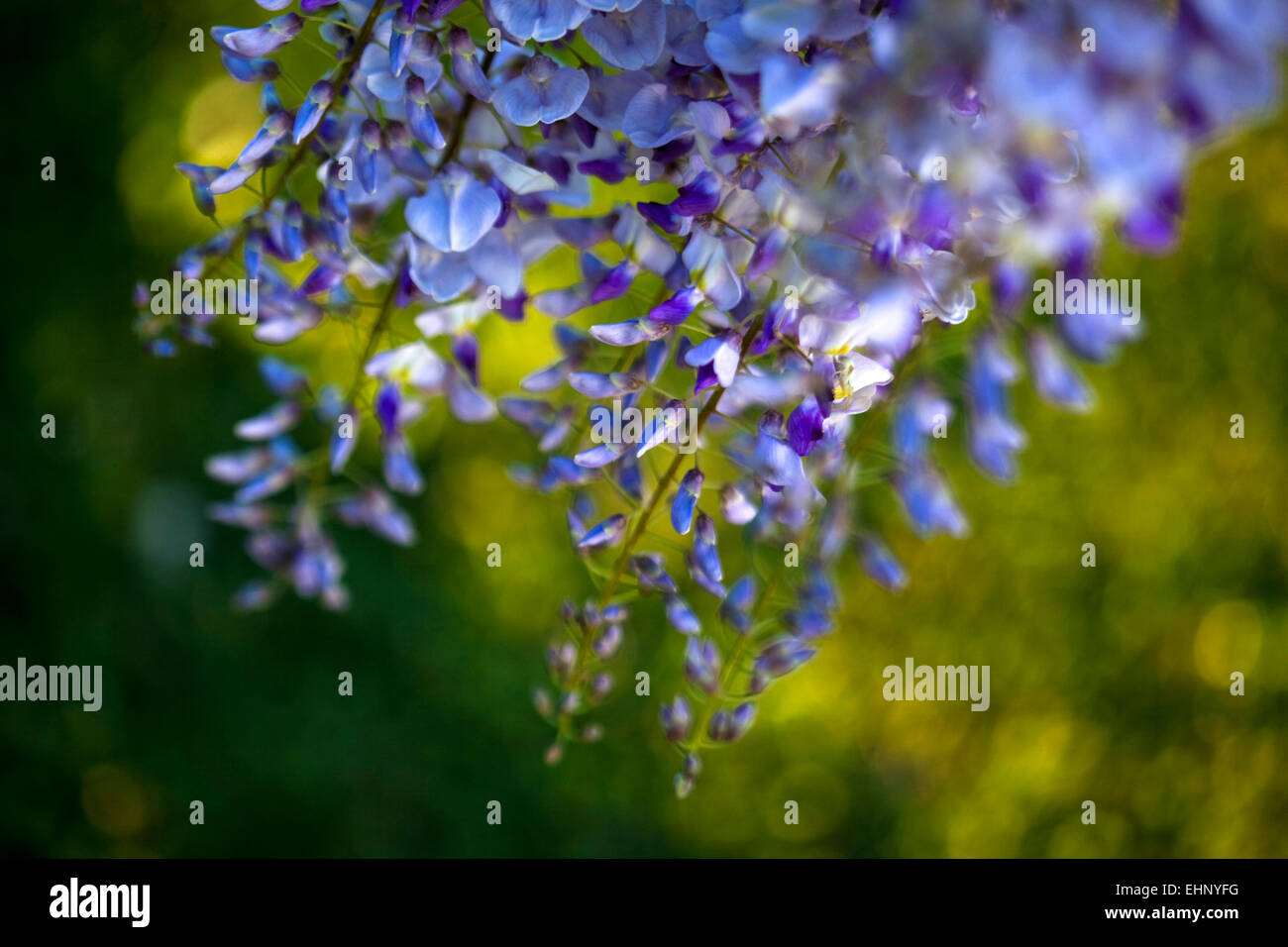 Glyzinien und grünen Hintergrund in einem Garten Stockfoto