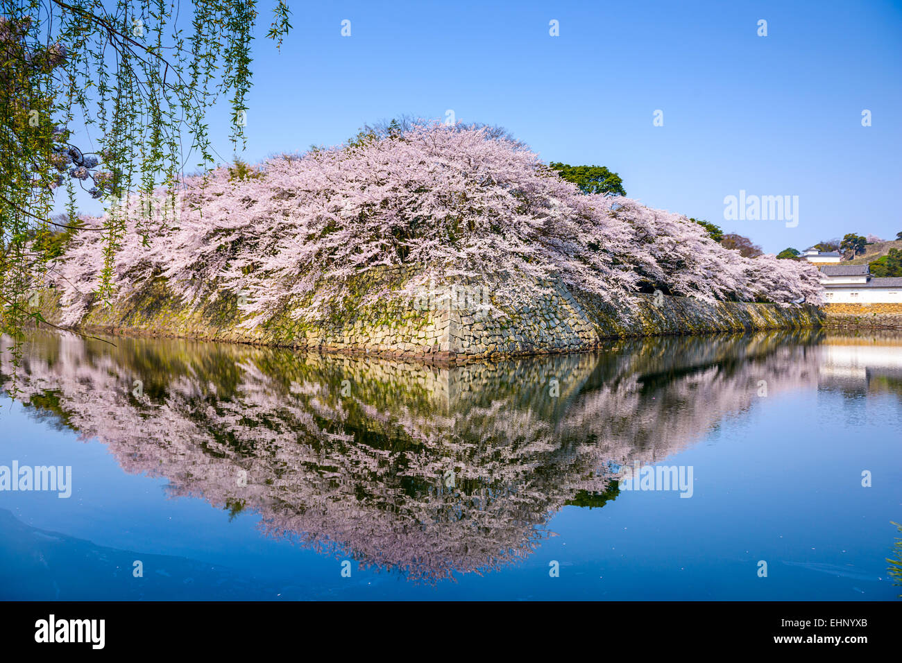 Hikone, Japan am Burggraben während der Frühjahrssaison. Stockfoto