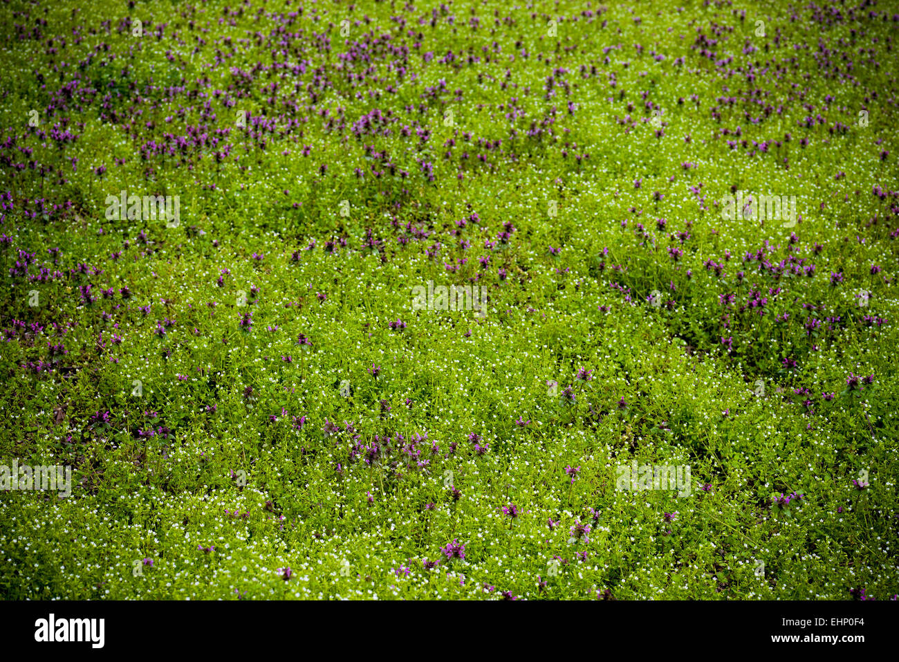 Bereich der lila Blüten an einem Frühlingstag Stockfoto