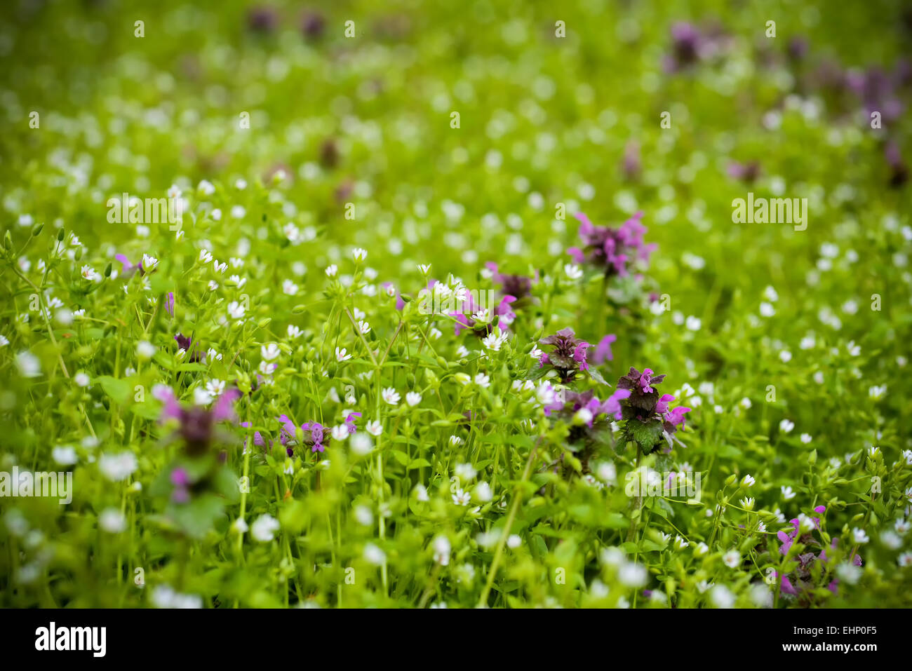 Bereich der lila Blüten an einem Frühlingstag Stockfoto