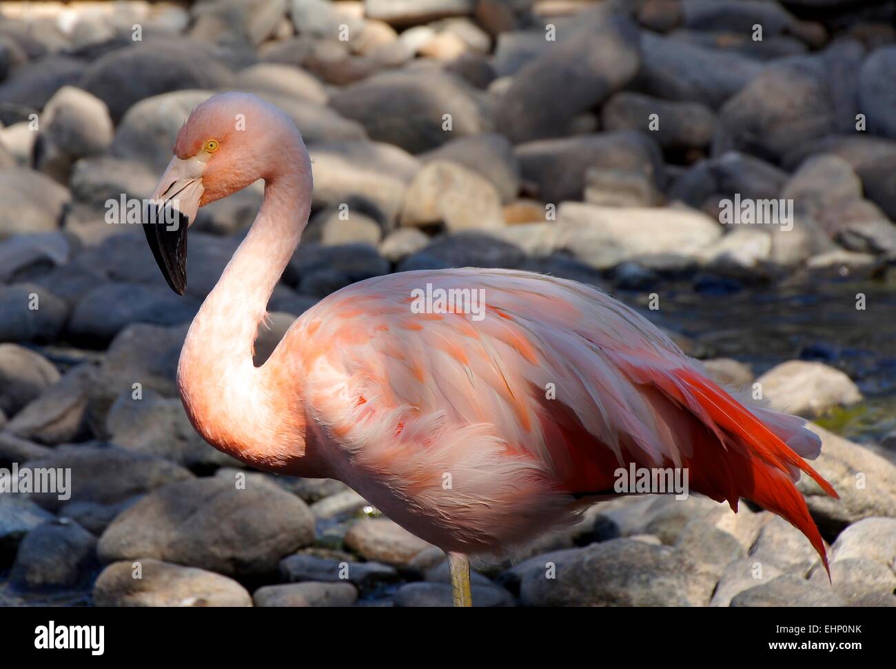 Nahaufnahme von einem rosa Flamingo Stockfoto
