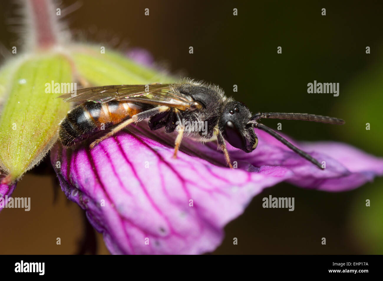 Männliche Biene, Lasioglossum calceatum Schweiß, ruht auf einem robusten Geranium flower Stockfoto