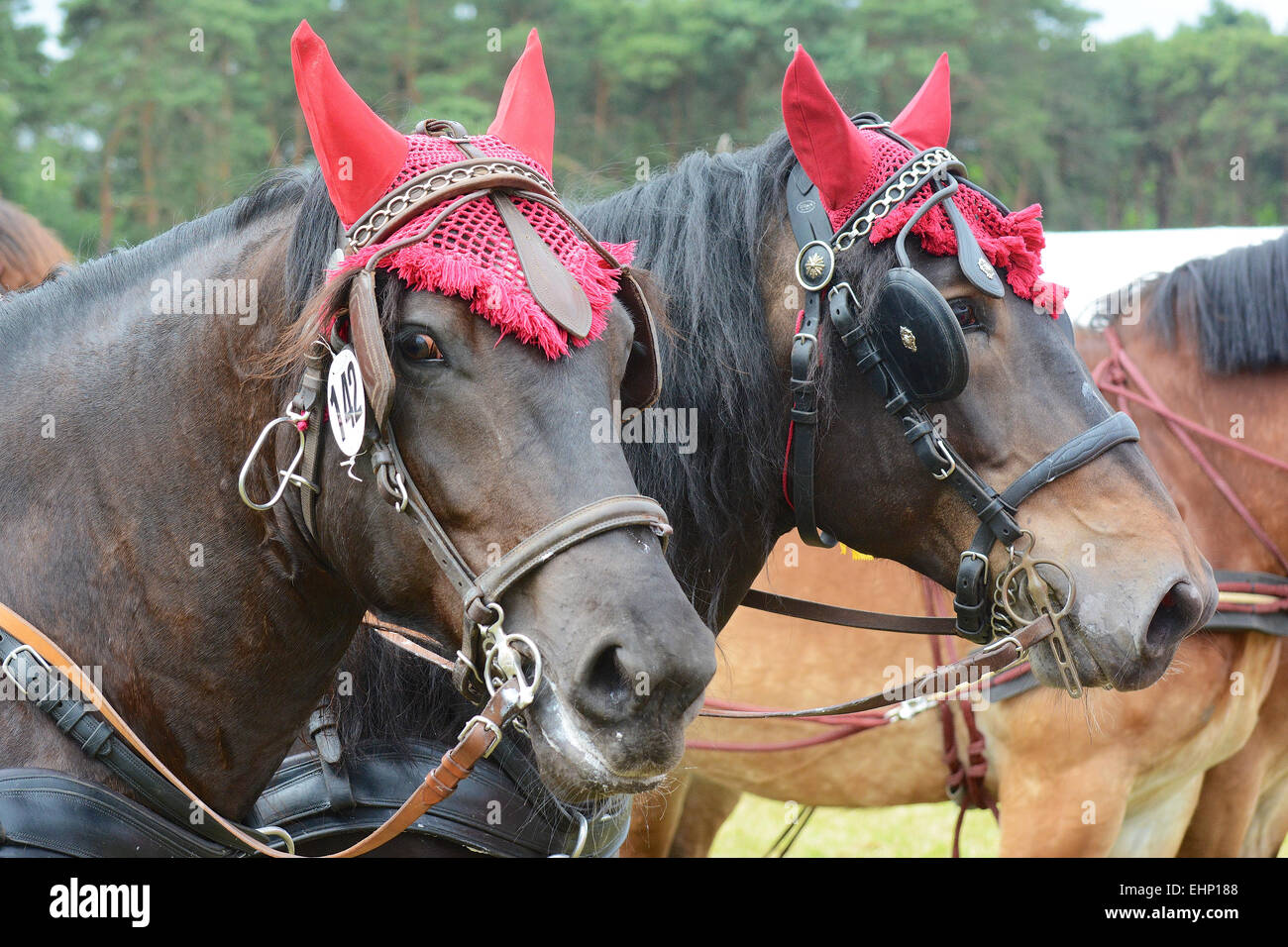 Größte Zugpferd Europäer zeigen Stockfoto