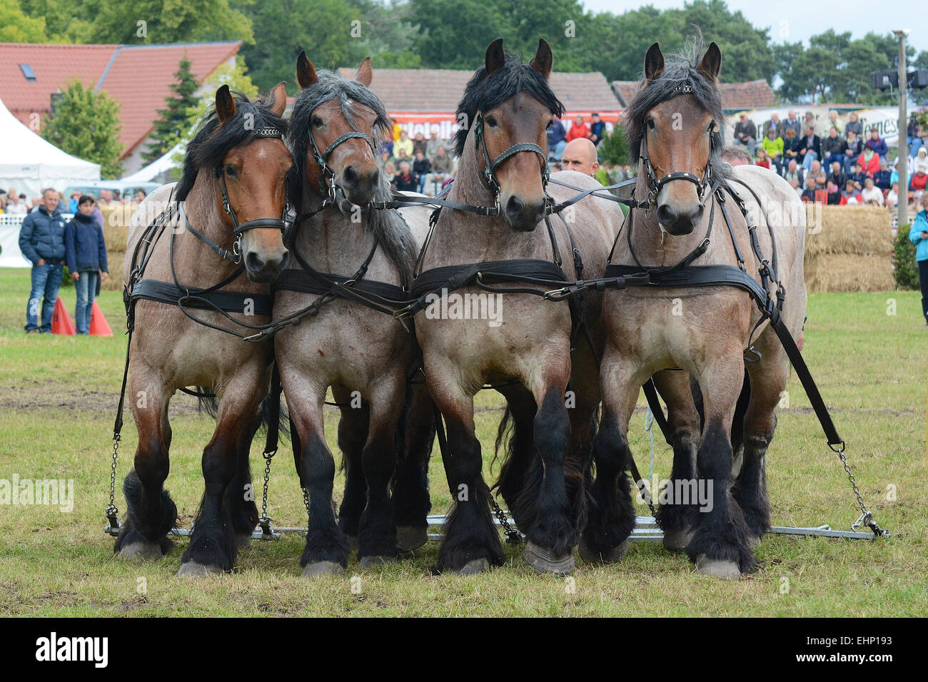 Größte Zugpferd Europäer zeigen Stockfoto