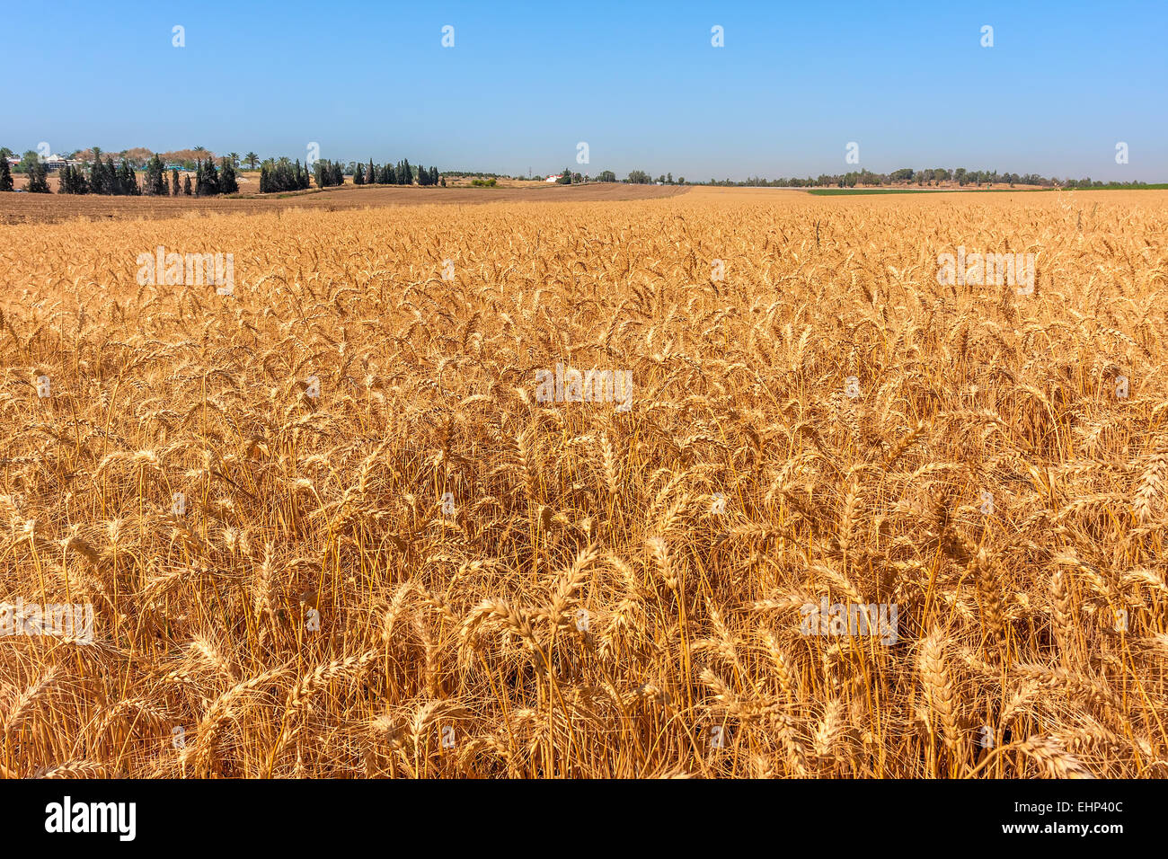 Reife Weizen wachsen auf ländlichen Gebiet in Israel. Stockfoto