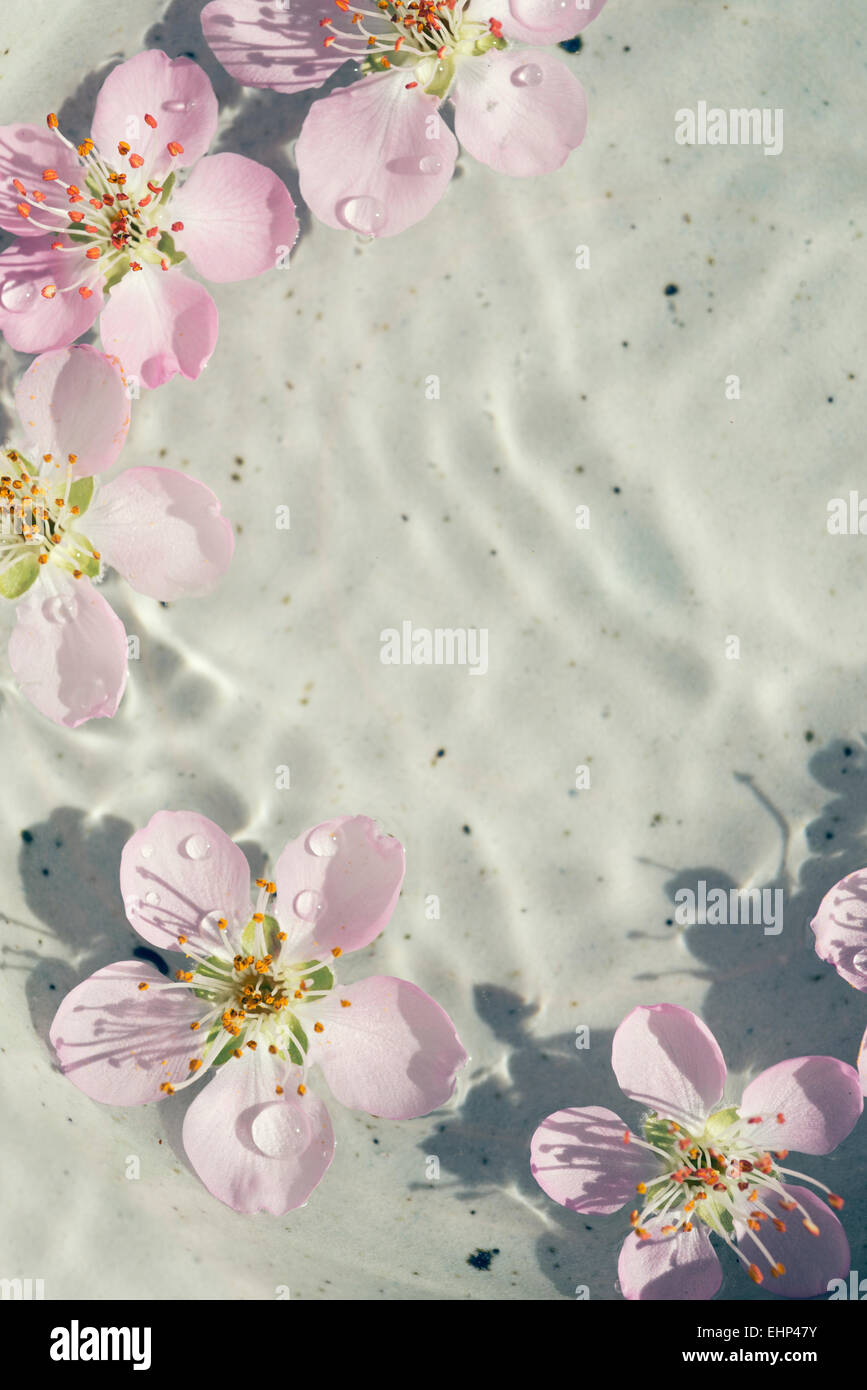 auf dem Wasser schwimmt Pfirsichblüte Stockfoto