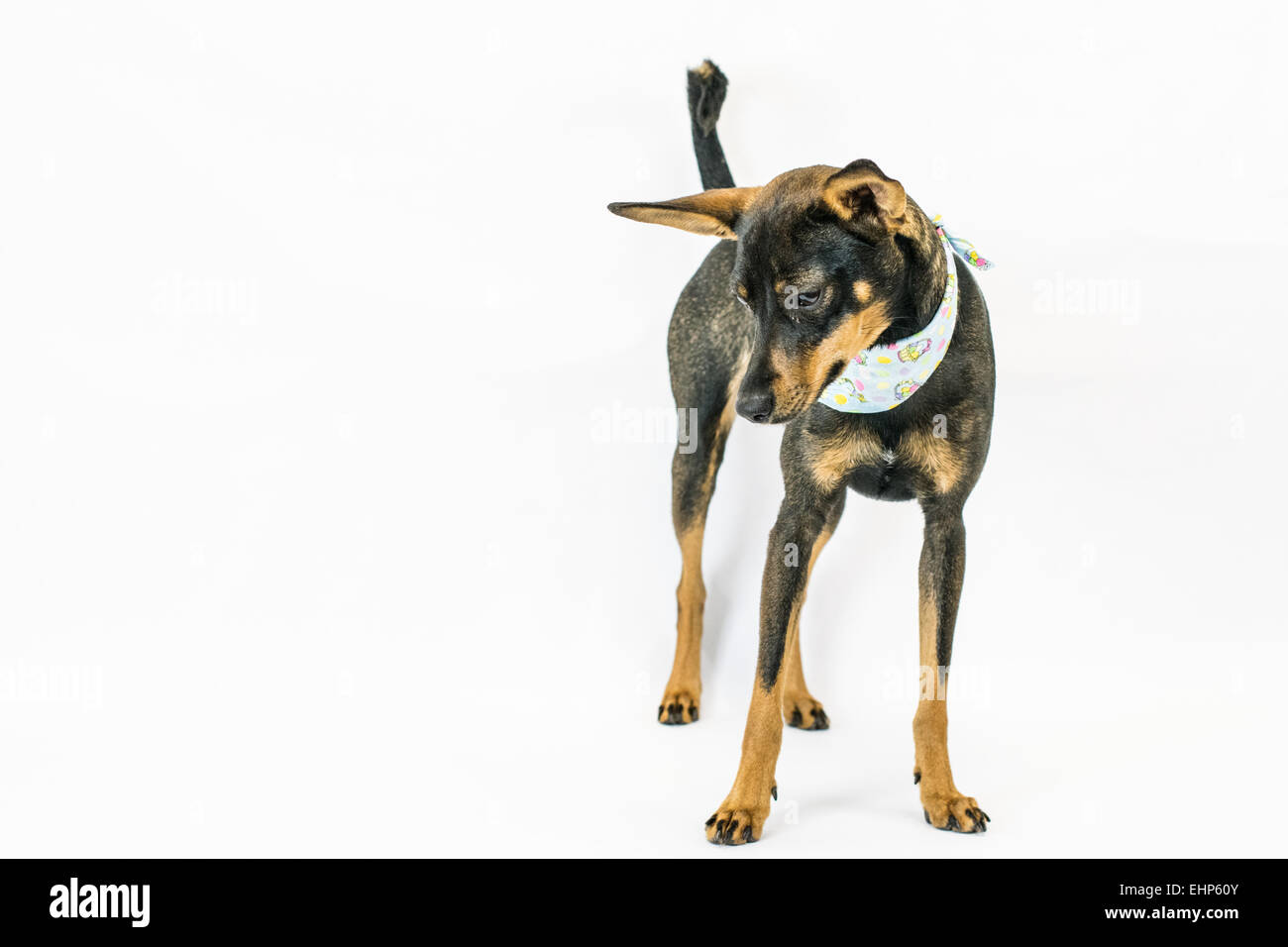 Hund auf weißem Hintergrund. Stockfoto