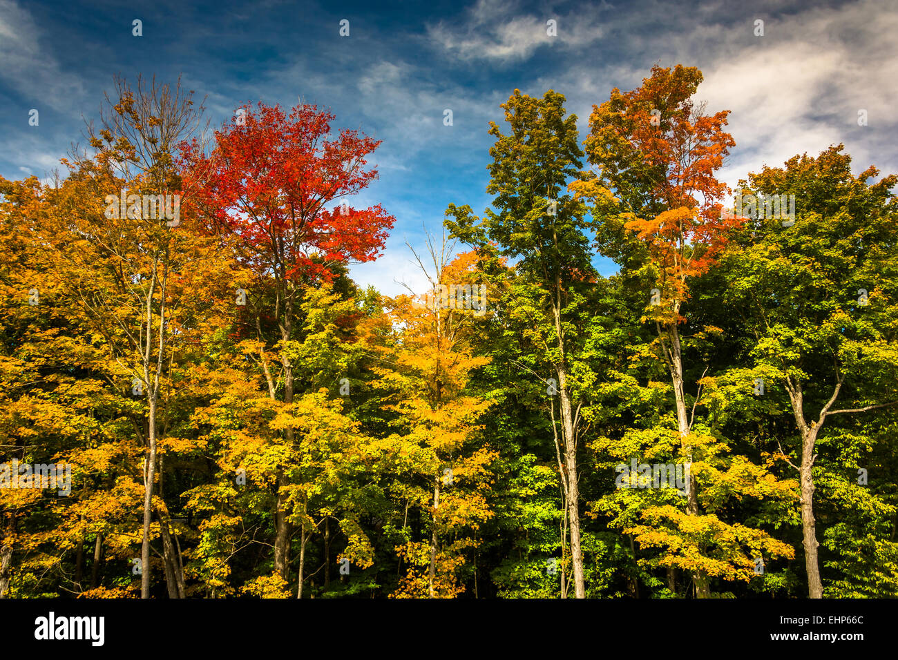 Herbst Farbe in der Nähe von Bethel, Maine. Stockfoto