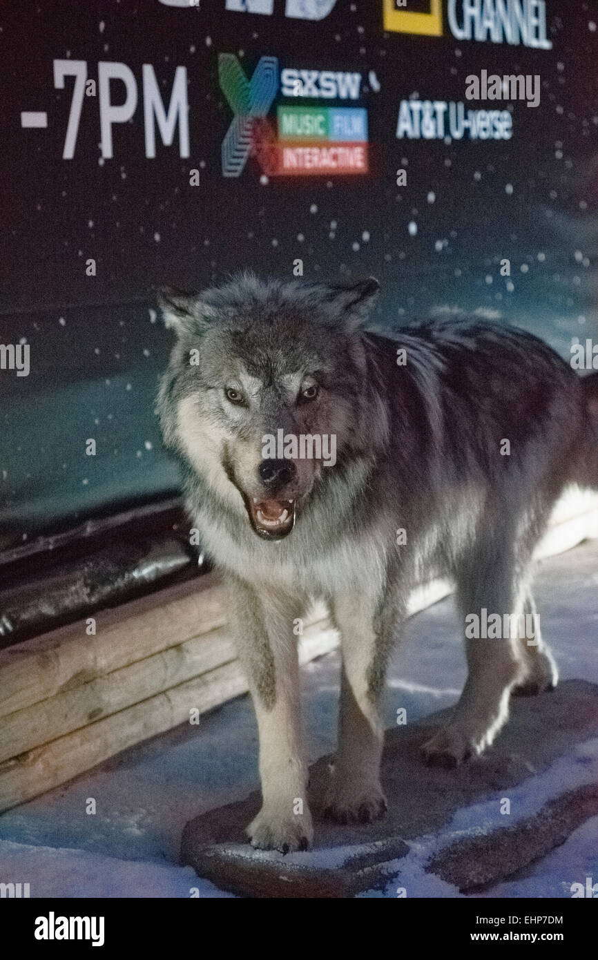 Austin, Texas. 15. März 2015. Geographic Natinal zeigt einen ausgestopften Wolf in einer Winterlandschaft auf den Straßen von Austin Texas USA für das Jahr 2015 SXSW Festival Credit: Jon-Paul Jones/Alamy Live News Stockfoto