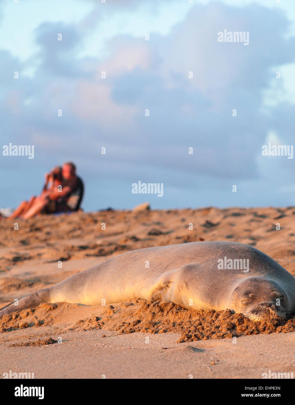 Hawaiianische Mönchsrobbe und Besucher bei Kee Beach auf Kauai Stockfoto