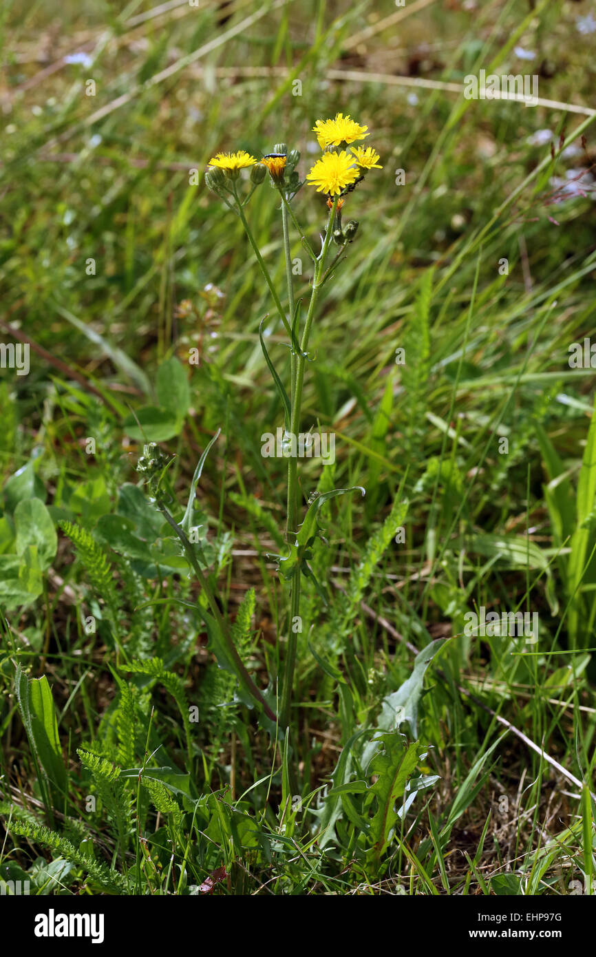 Crepis Biennis, Rough Hawksbeard Stockfoto