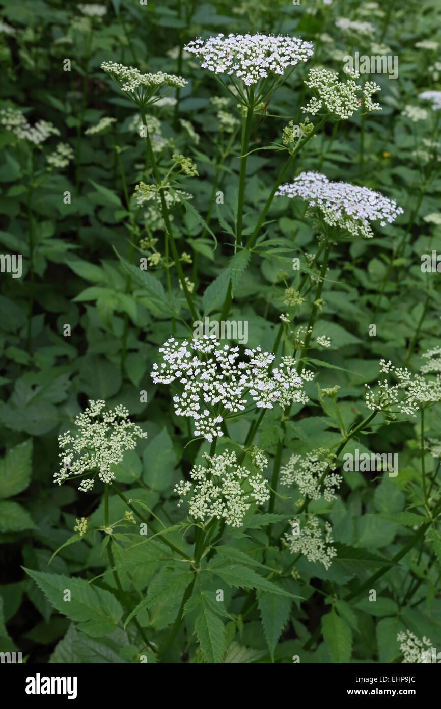 Aegopodium Podagraria, Ground Elder Stockfotografie Alamy
