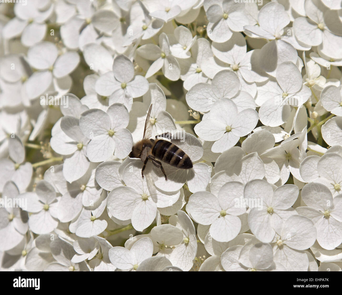 Hortensie Stockfoto