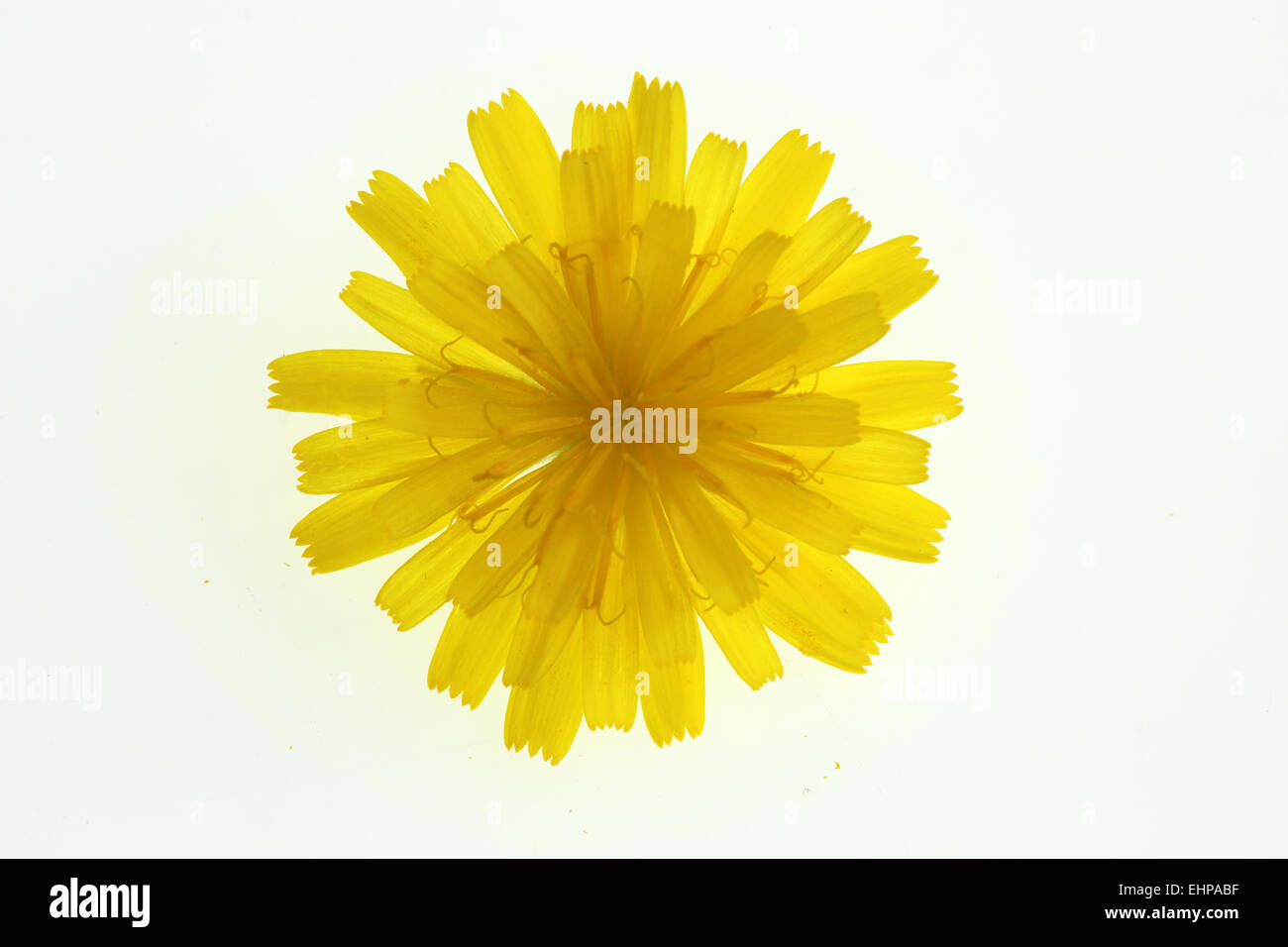 Crepis Capillaris, glattes Habichtskraut Stockfoto