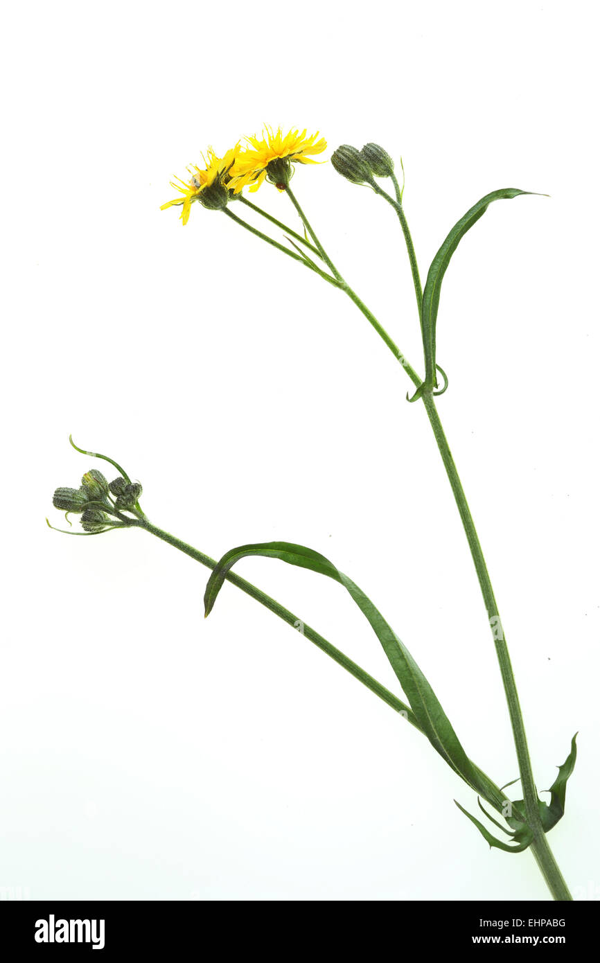 Crepis Capillaris, glattes Habichtskraut Stockfoto
