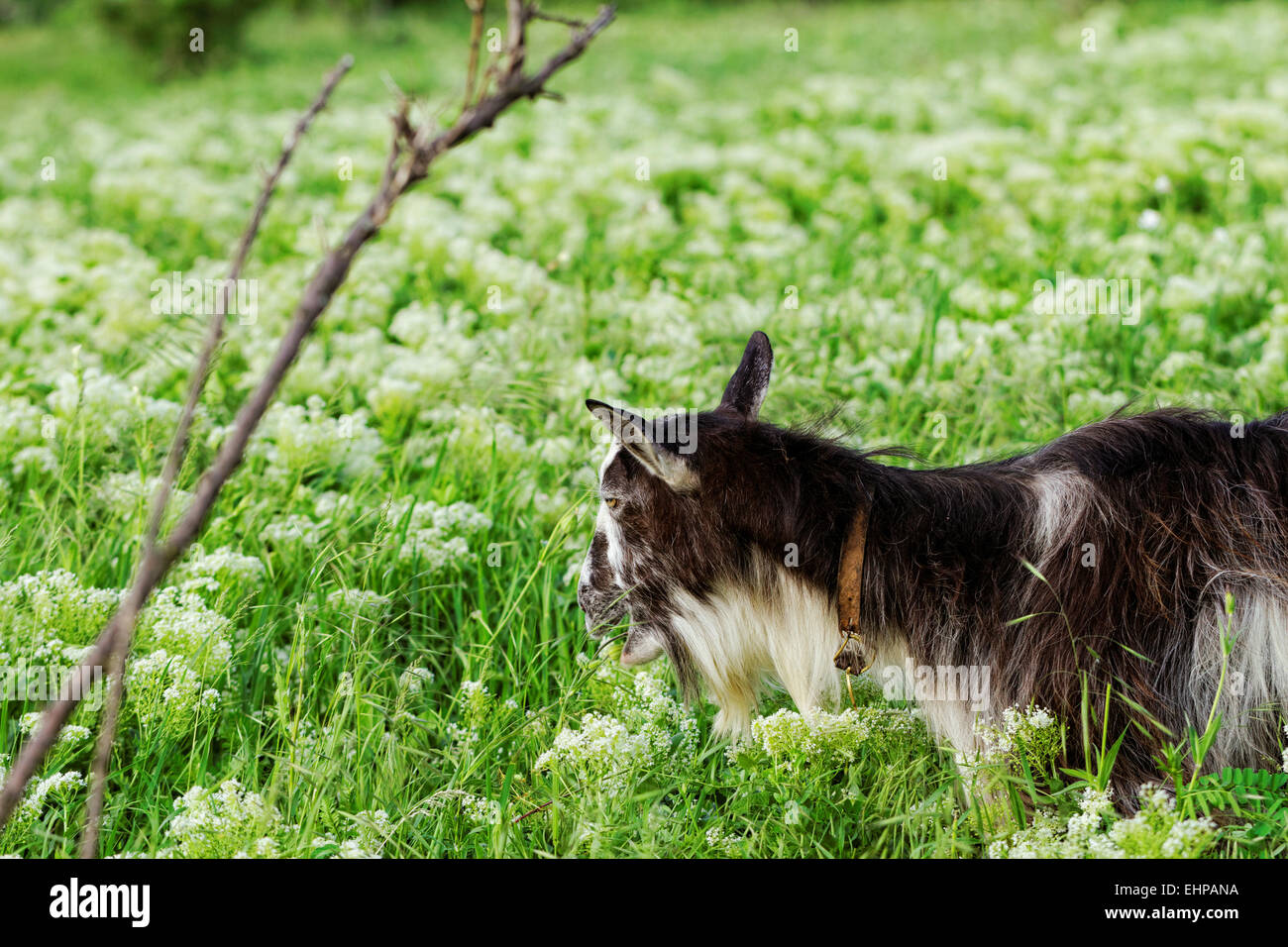 Ziegen weiden auf der Wiese Stockfoto