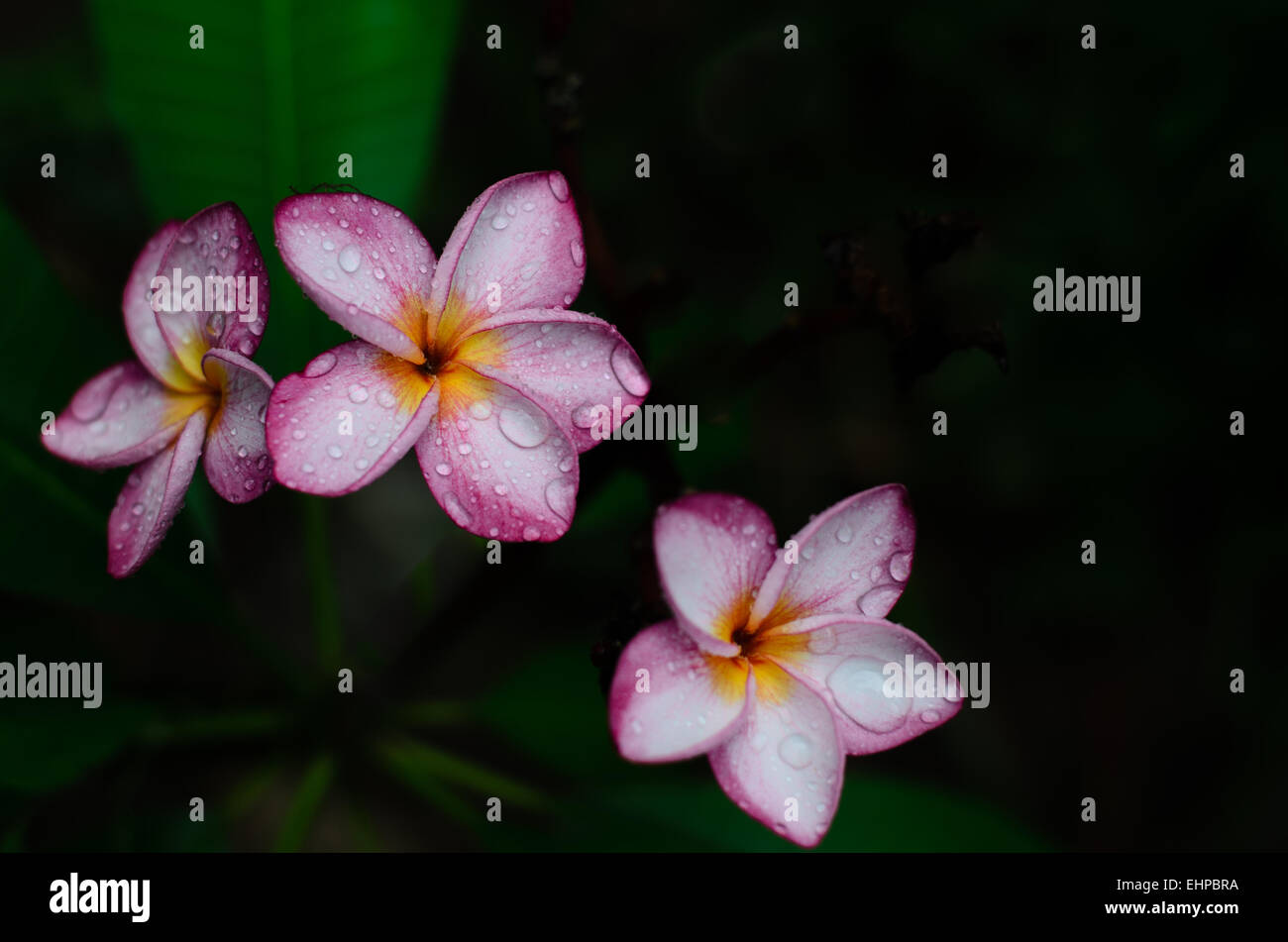 Frangipani-Blüten Stockfoto