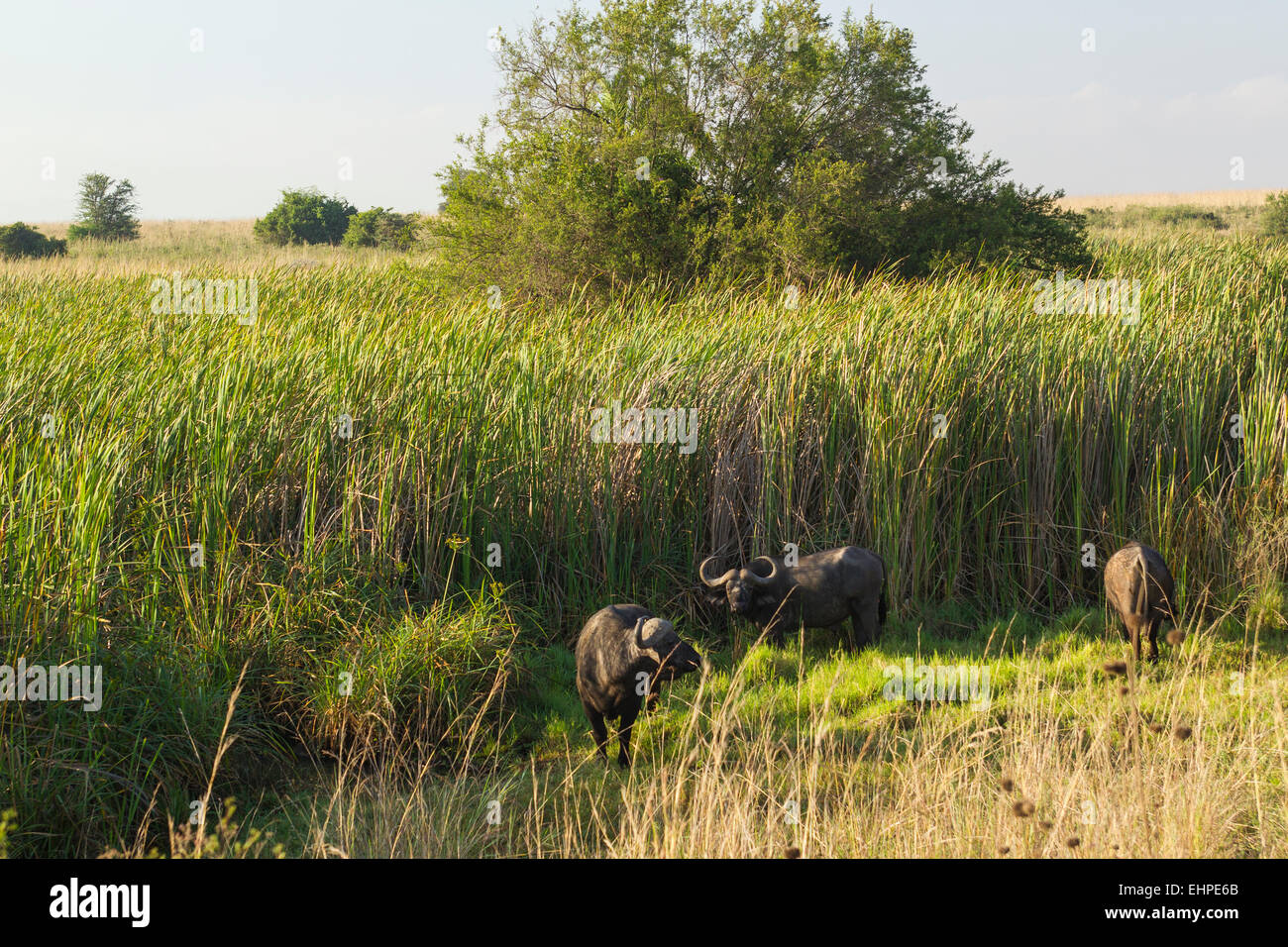 Afrikanische oder Cape, Büffel (Syncerus Caffer) im hohen Schilf Stockfoto