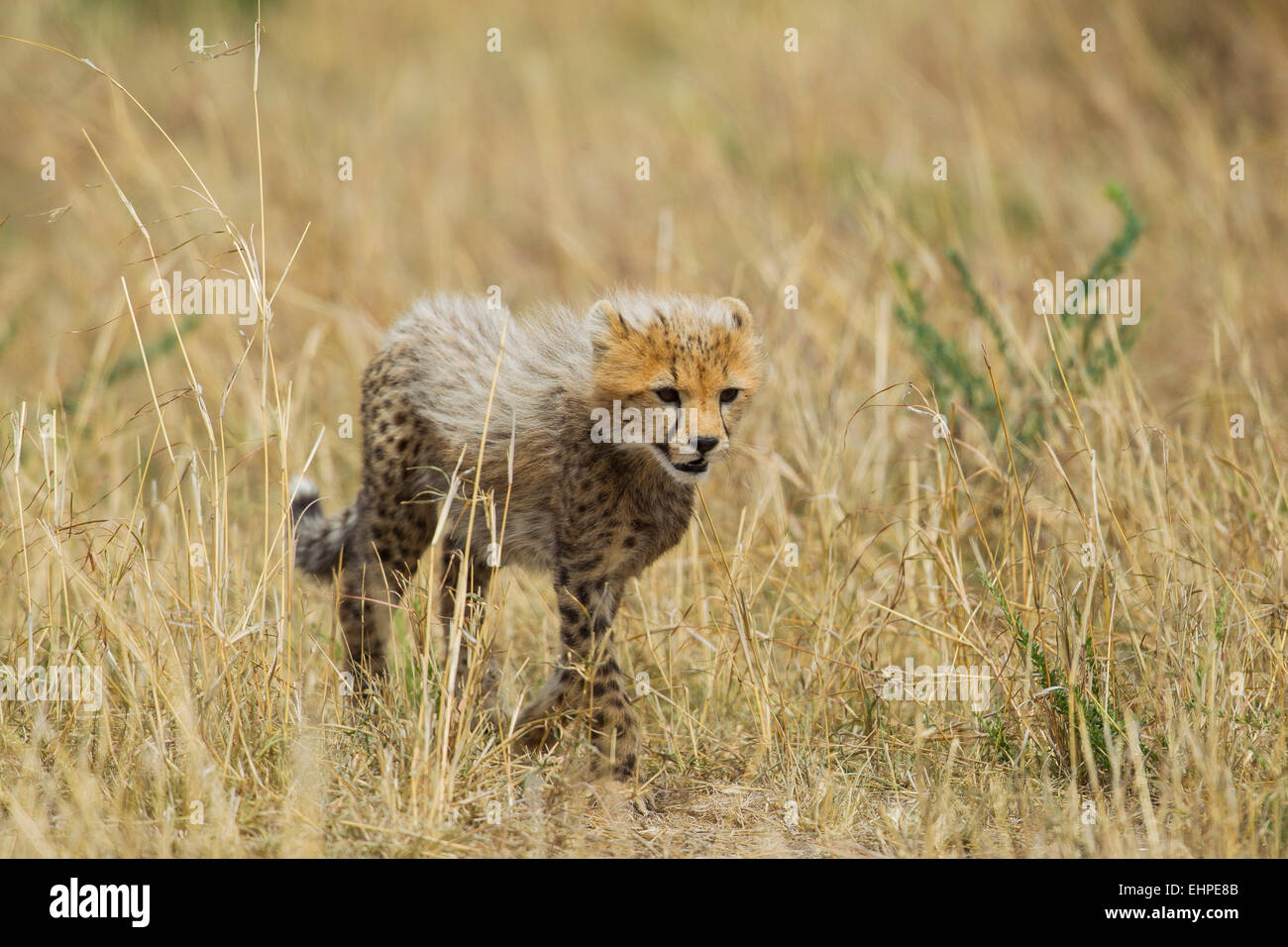 Gepard (Acinonyx Jubatus) cub Stockfoto