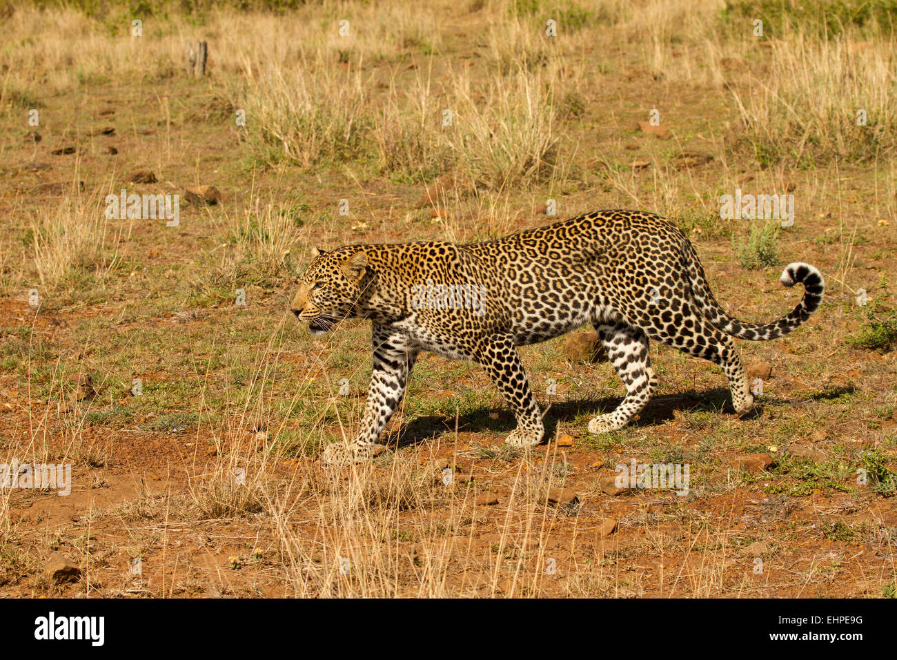 Leopard (Panthera Pardus) zu Fuß Stockfoto