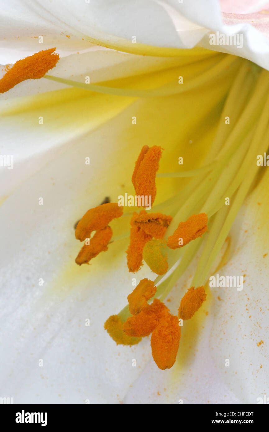 Lilium regale Stockfoto