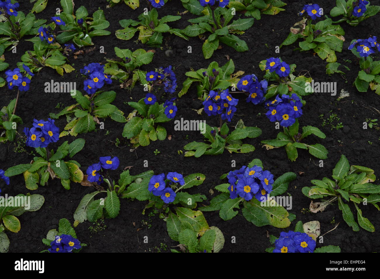 ein paar blaue Veilchen in agarden Stockfoto