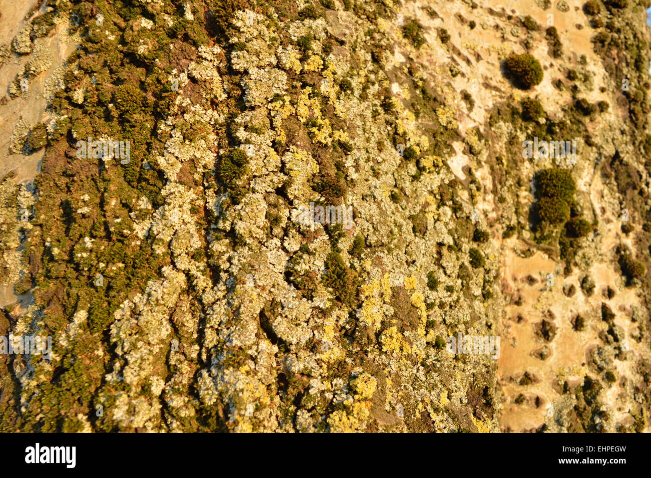 Nahaufnahme eines Baumes Stockfoto