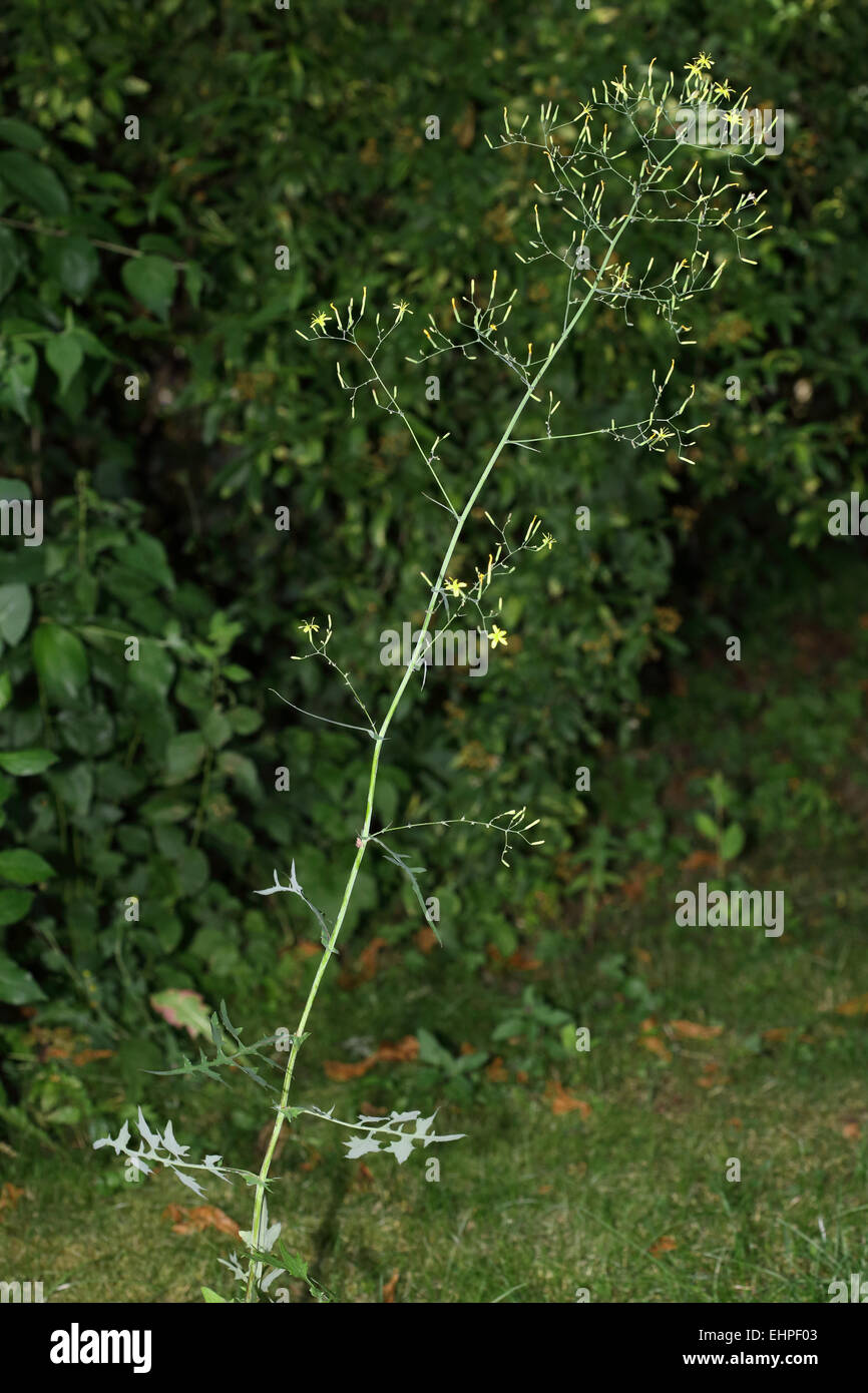 Wand-Salat, Mycelis muralis Stockfoto