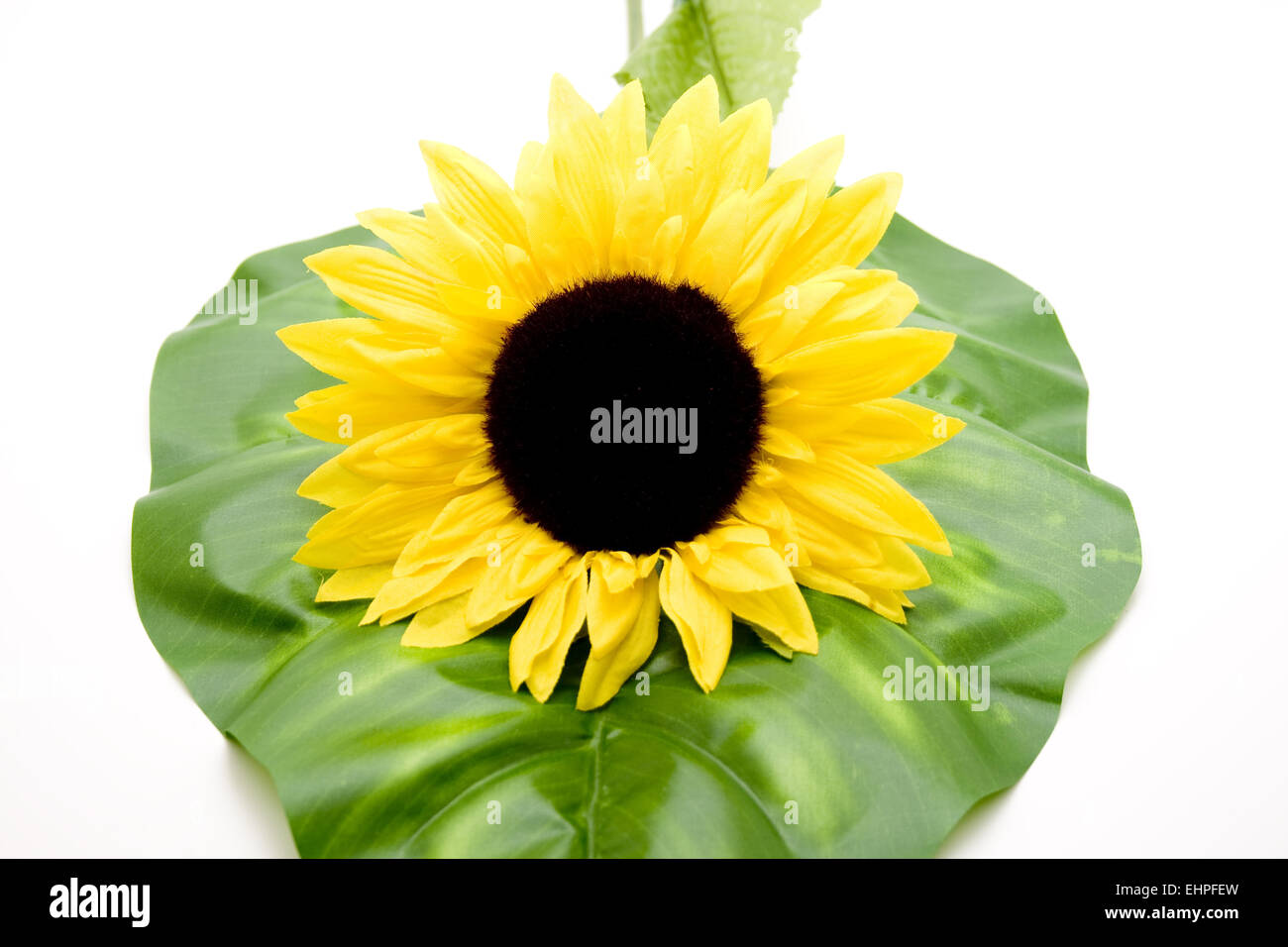 Sonnenblume auf grünes Blatt Stockfoto