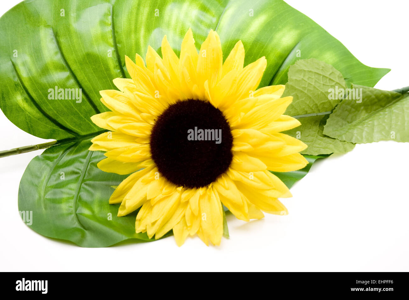 Sonnenblume auf grünes Blatt Stockfoto