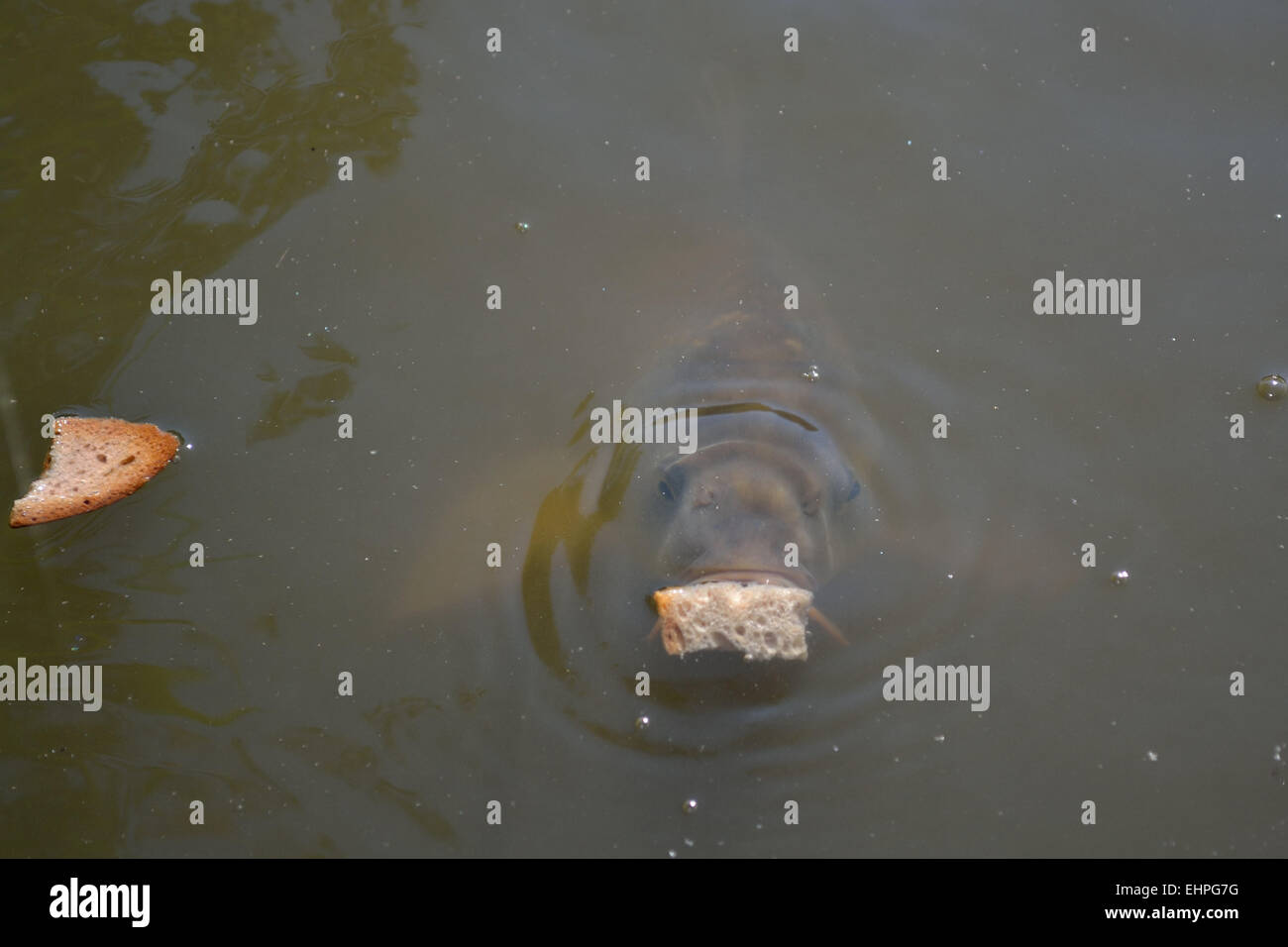 Fisch isst Brot im Teich Stockfoto