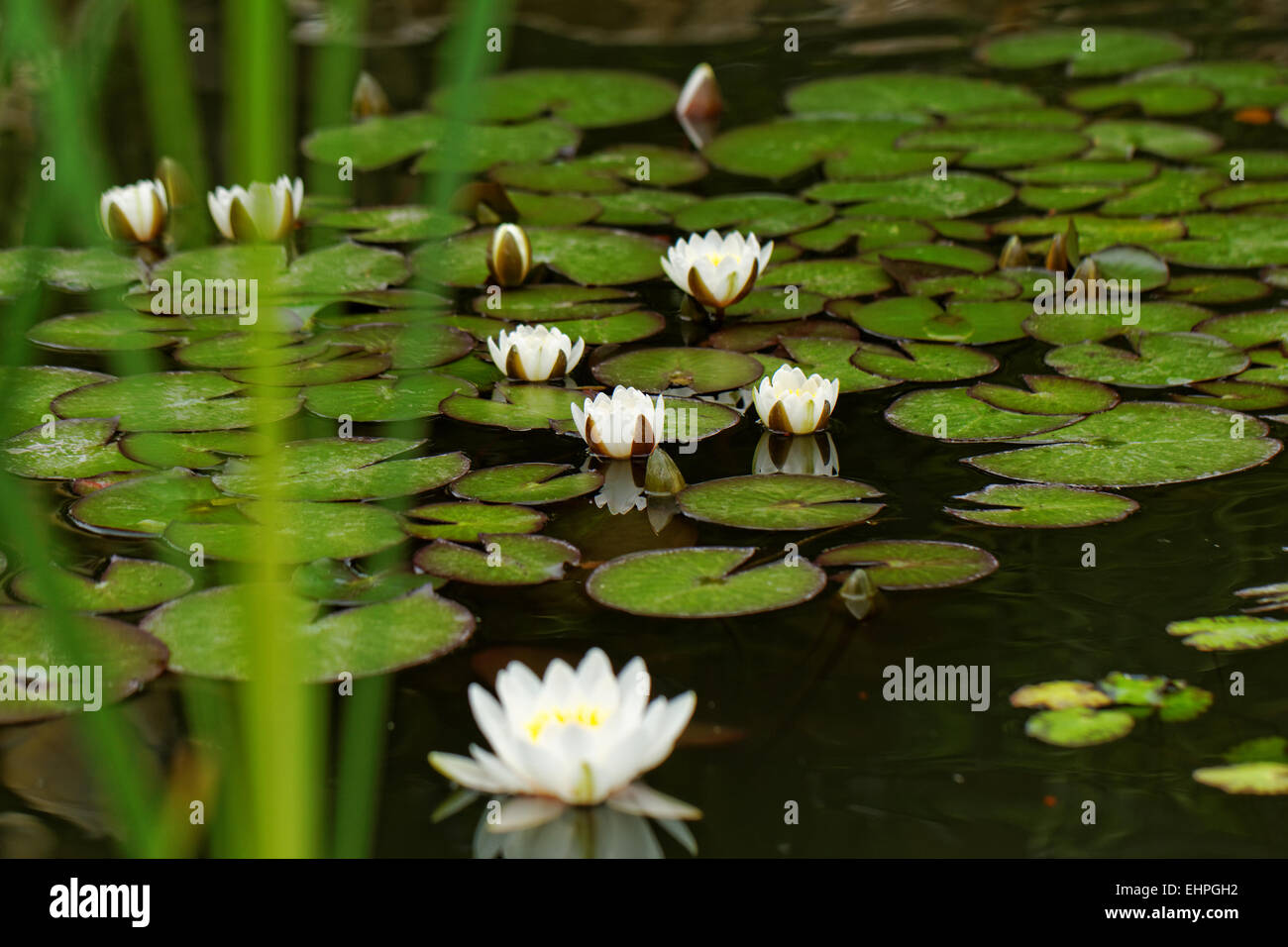 Kleine seerose Fotos und Bildmaterial in hoher Auflösung Alamy