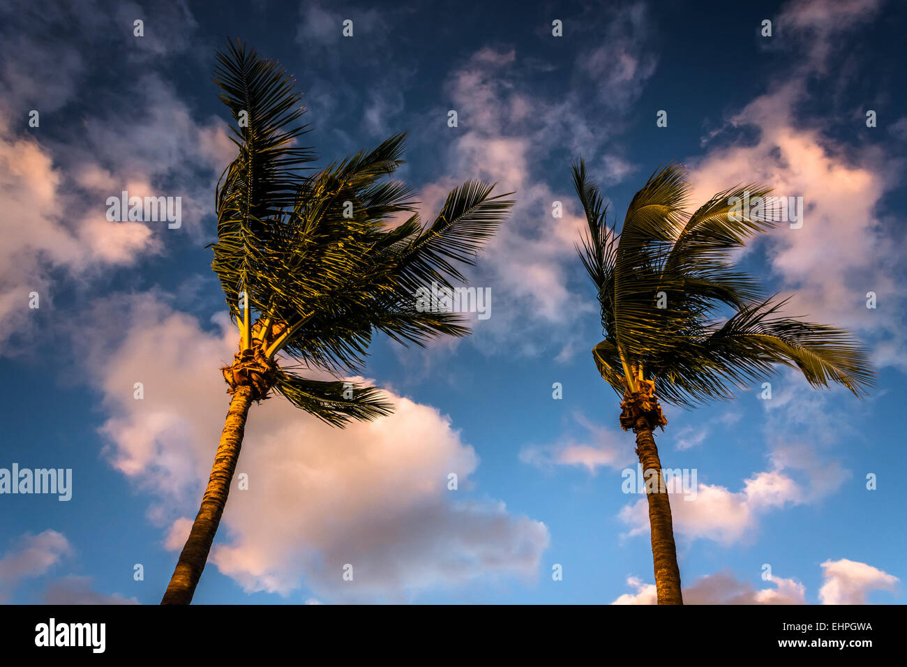 Abendlicht am Palmen in Naples, Florida. Stockfoto