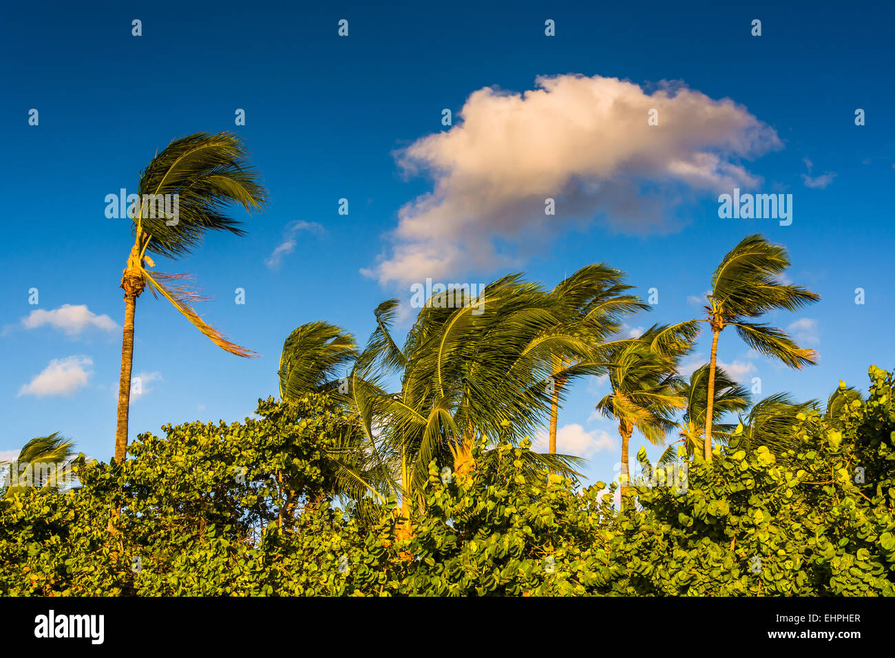 Abendlicht am Palmen in Naples, Florida. Stockfoto